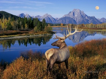 鹿 Painting - 自然 オジロ山脈